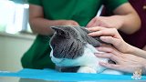 带五只猫打疫苗，猫一眼认出仇人，当场暴怒……
