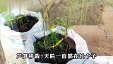 用这样的方法种芦笋，种一次可采收十多年，像割韭菜一样越割越旺