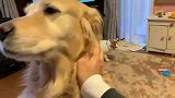 养了十年的金毛犬老了，想把它赶走可以吗