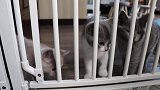 奶猫抓门想要出来的样子可怜又可爱，想忍住不放他们出来太难了