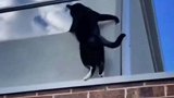 不走寻常路的猫，这才是真正的飞檐走壁