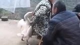 鹅大哥在村里可是横着走自从遇上了大爷，知道了社会的险恶