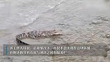 可能是暹罗鳄！上海黄浦江边鳄鱼还没找到！上月底也有人发现鳄鱼