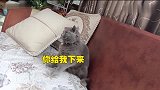 主人趁蓝猫弟弟睡着，给它带上发卡，蓝猫醒来气炸了