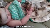 猫咪第一次见刚出生的婴儿时，下一步行动太热烈了，爸妈差点哭了