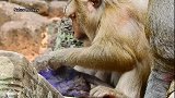 让人揪心！小猴子伤痕累累，细心猴妈给宝宝清理伤口，暖爆了！