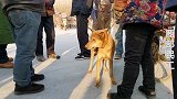 农村大妈狗集拍卖黄色马犬，小伙竞价买到手，说是杂狼去巡山