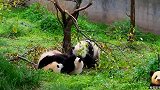 3只熊猫宝宝争先恐后爬同一棵小树，调皮得就跟小孩子似的