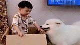 萨摩耶和小孩一起长大，比保姆靠谱