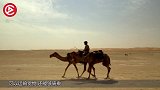 骆驼的驼峰里装的是水？专家切开驼峰后，原来我们都被骗了