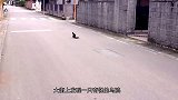 大街上发现一只奇怪的乌鸦，走近一看，要被它蠢哭了
