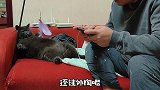 《菠小萝的操心喵生》第13集，我的新菜谱。