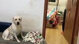 男主人表演“瞬间消失”，拉布拉多看得一脸懵，这表情够我笑一年