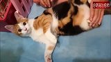 主人摇动猫咪的身体，想要帮它减肥，猫：人家身体不胖！