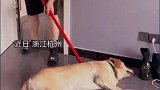高温天狗子赖在地上一动不动，主人拖地全程摆烂