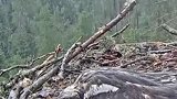 鸟巢大多都是露天朝上的，遇到下雨怎么办