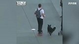 皮！狗狗跑路上蹭路人滑板玩 看起来技术不错