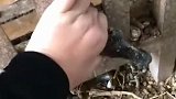 大鹅：别笑了，快救我，我都快没气了！