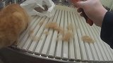看看铲屎官是怎么给小猫梳毛的，第一次见，长见识了