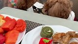 狗狗在泳池边吃晚餐