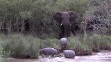 大象正在发呆，突然闯进来三只小河马，接着大象的做法让人感动