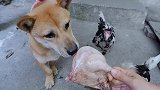 给狗狗一只大鸭腿会怎么样？狗：全部都是我的，谁抢就咬谁！