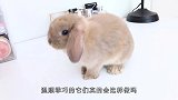 兔子急了真会咬人！主人不停捉弄小兔子，结果遭了殃