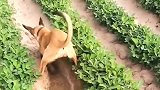 自家养的小马犬，看家护院他不干，就喜欢学人去耕地！