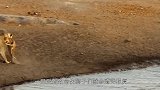 狮子被毒蛇咬中，毒发在泥潭里打滚，家人只能无助的看着它死去