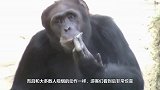 动物园里大猩猩吸烟上瘾，一天一包，没有就会问过客要，老烟枪啊