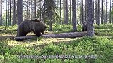 陆地上最凶猛的食肉动物, 东北虎大战棕熊, 场面太激烈了