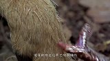 毒蛇的攻击速度有多变态？镜头放慢50倍，画面很惊人！