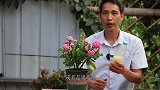 用淘米水，果皮水养花？还是用这种更简单