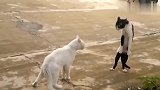 萌宠：两只猫咪打架，奶牛猫一秒变身功夫猫，太逗了！
