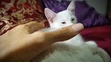 这只猫咪的毛发真是好漂亮啊，那只手放开，请让我来！