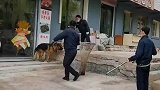 路口发现流浪狗像藏獒，又像狼狗瑟瑟发抖