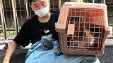 打断腿的猫咪躲进石头夹缝里历时6个小时终于救助成功，现在带去医院！#领养代替购买 #正能量 #猫咪消防员