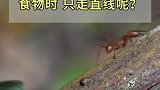 蚂蚁搬运食物时，只会走直线呢？