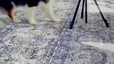 狗子自己给自己拍视频，介绍一下这是我的大学同学