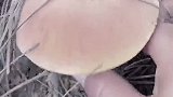 这五棵树门前院内不要种
