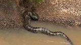 大蟒蛇城里的河边游来一条大蟒蛇，市民闻讯纷纷蜂拥而来围观