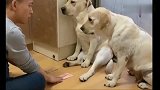 狗狗:你咋想的怎么这么笨啊