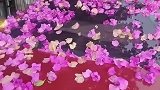 女子将车停在鲜花树下，一阵雨过后收获满满的意外惊喜