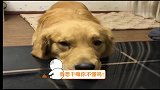 主人难得对马犬温柔一次！一看金毛又来争宠！马犬立马把它叼走！