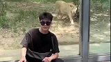 男子在公园与狮子合影，下一秒四目相对