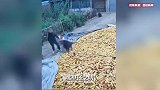 三只藏獒突然一只冲出扑咬，女主人及时将其扑倒在地