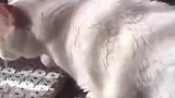 又菜又爱玩，这是在练习打碟吗