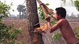 柬埔寨砍树这么“先进”？不用斧子不用电锯，一棵大树轻松撂倒