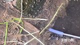 小伙用空钩也能把黄鳝钓出来，不是亲眼所见，是不会相信的
