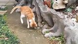 猫：铲屎的我都不怕，我还怕你一条小蛇么！